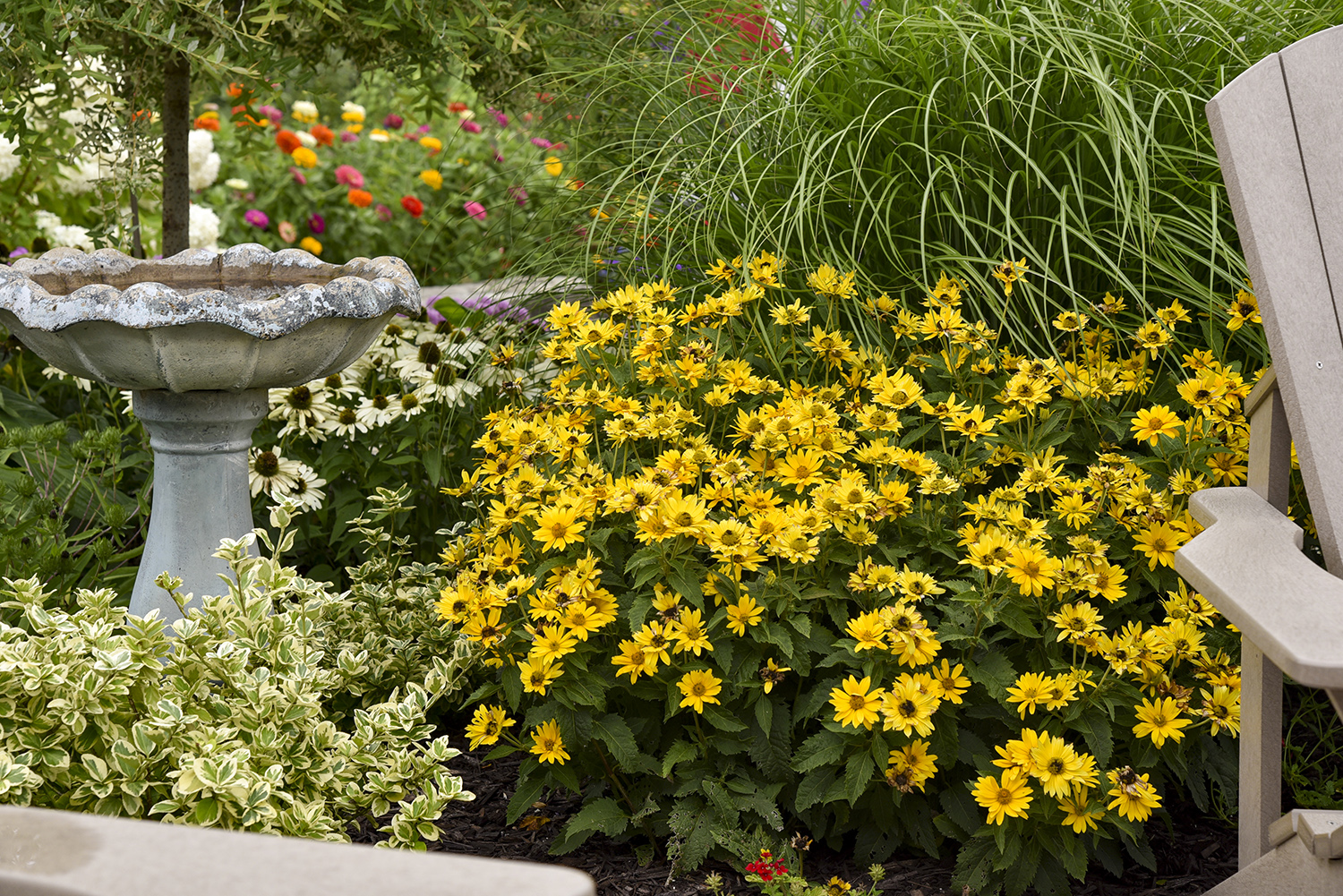 Heliopsis